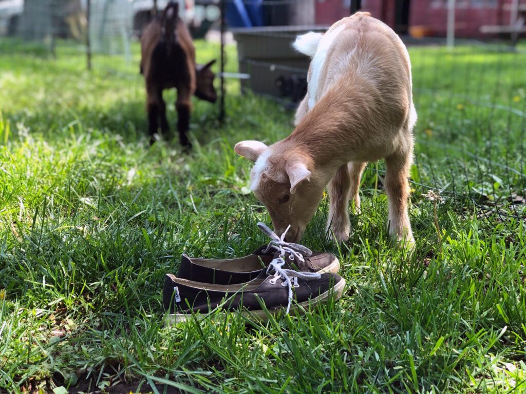 Goats outdoors 1.jpg